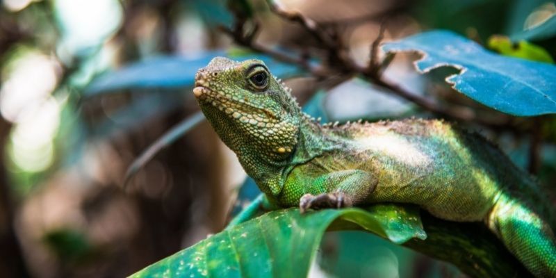 Why Reptiles Are So Important | Online Course | learndirect